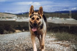 Randomly Threw Turtle Therefore Acceptable Dachshunds